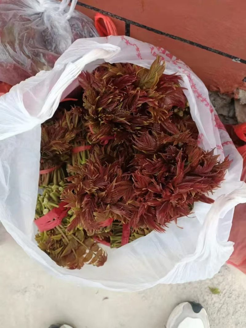 大量露天香椿芽上市了