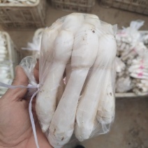 带泥鸡腿产地直发