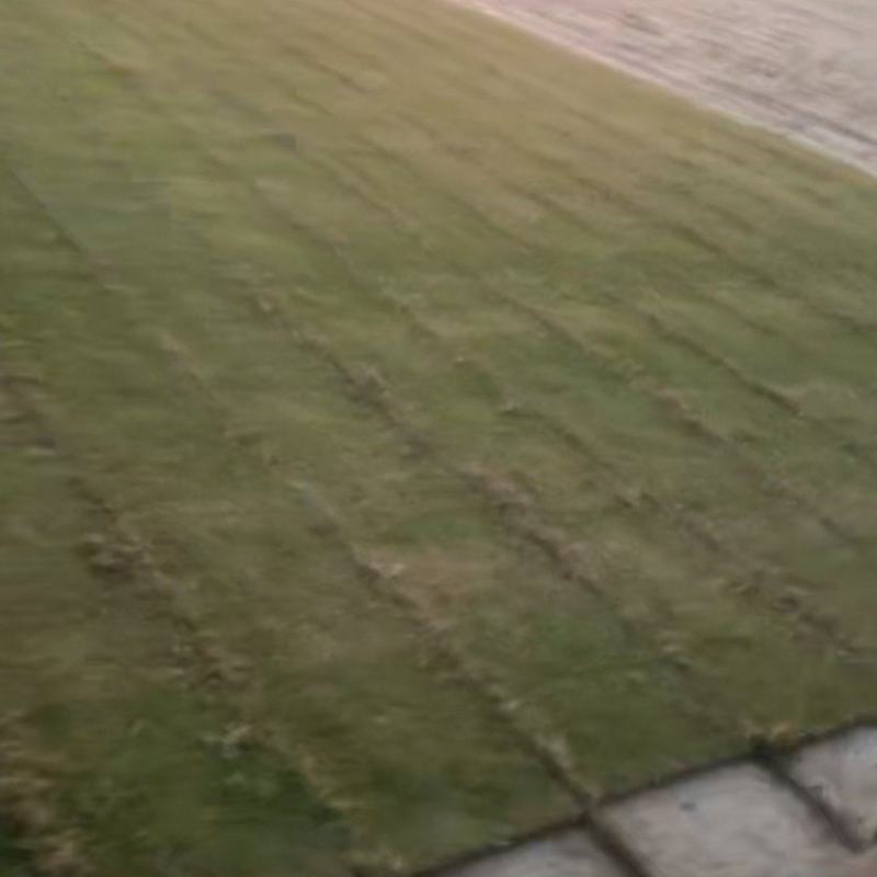 百慕大等各类草皮