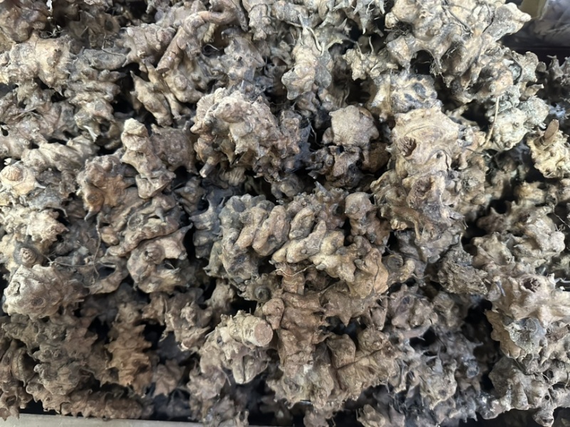 土茯苓（龙骨节）龙骨结，产地直发，欢迎老板视频看货