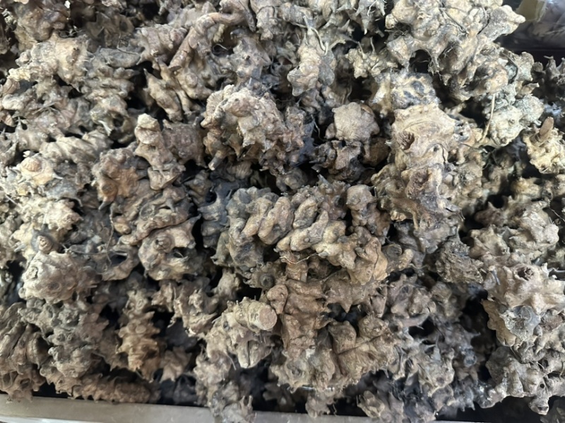 土茯苓（龙骨节）龙骨结，产地直发，欢迎老板视频看货