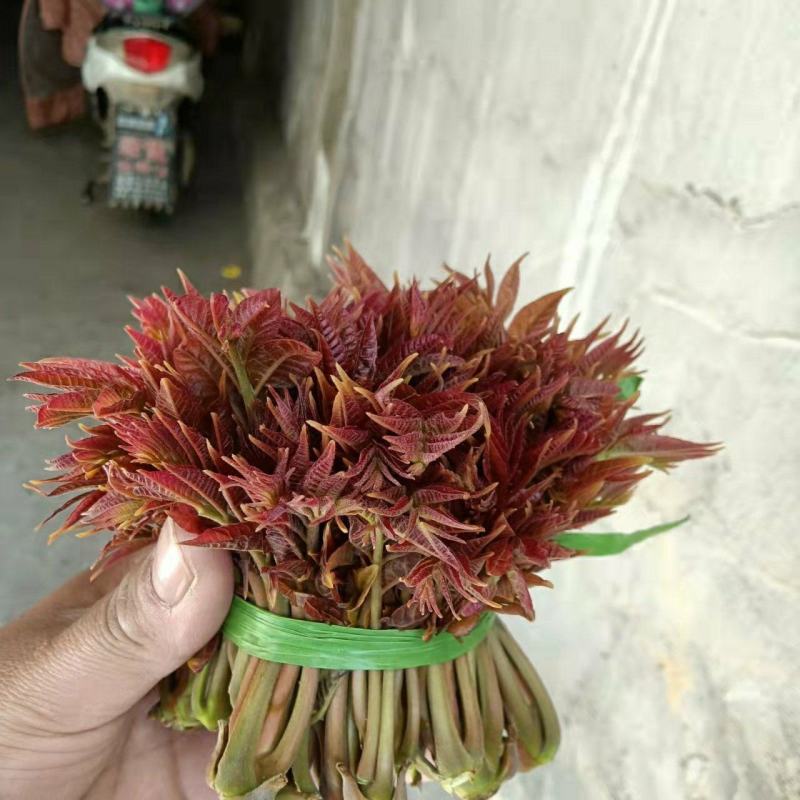 香椿芽