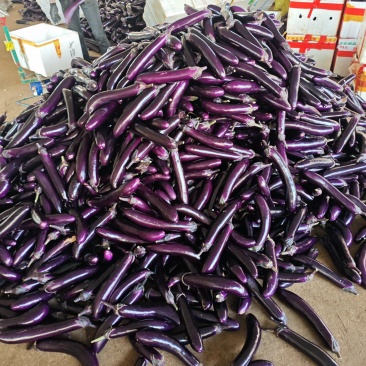 茄子便宜大量有货毛毛钱量大来