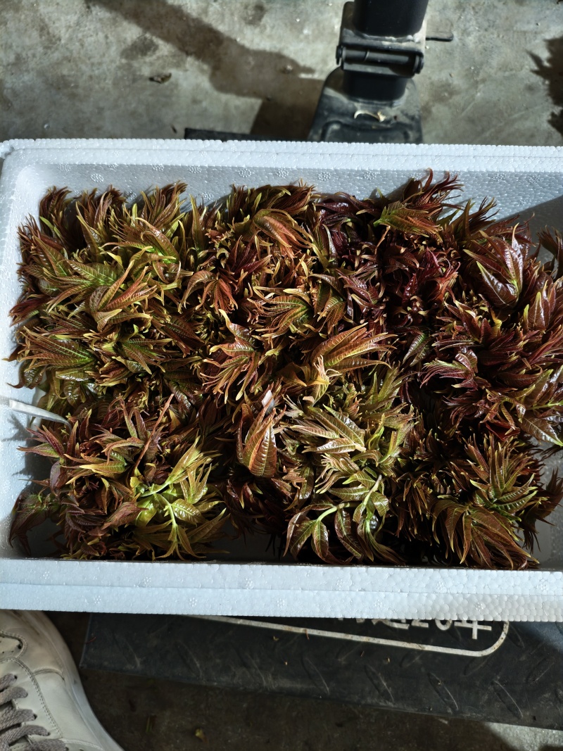 露天红油香椿芽上市中一手货源，现摘先发，支持快递