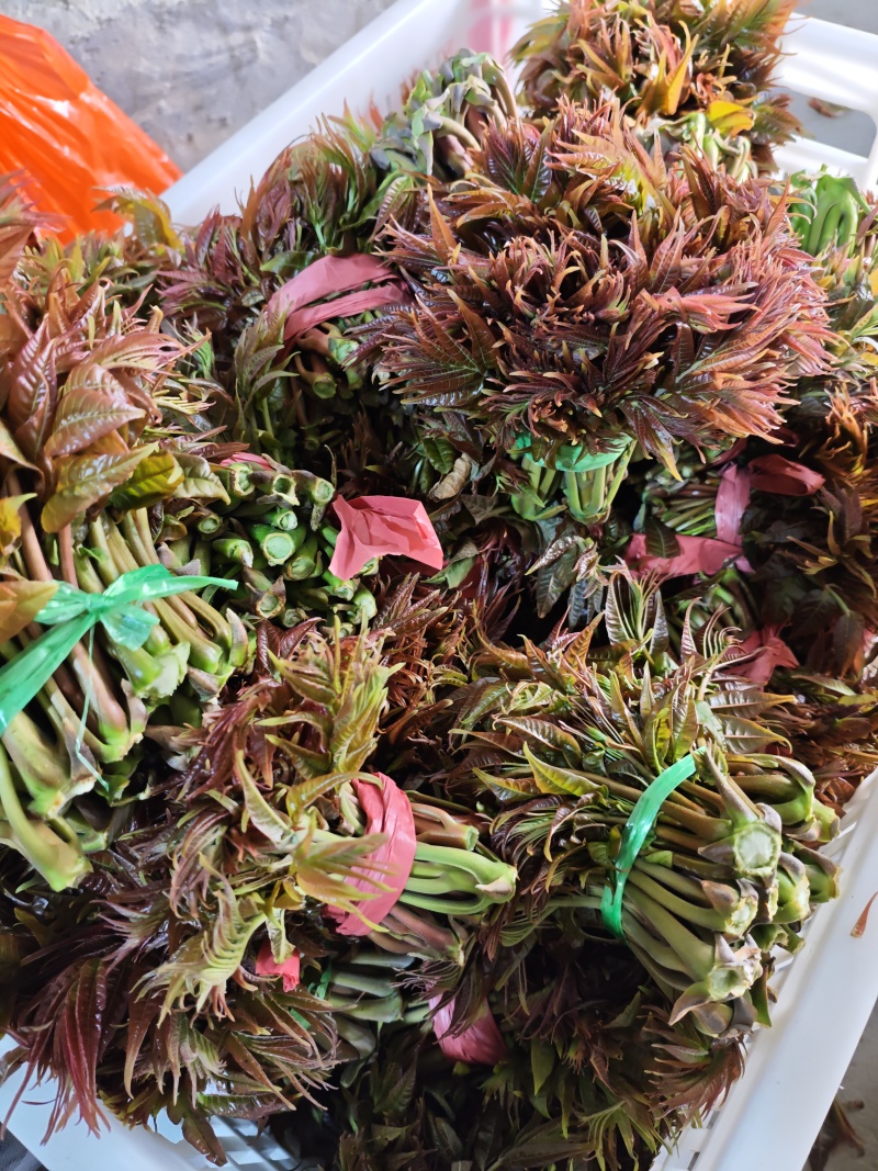 露天红油香椿芽上市中一手货源，现摘先发，支持快递