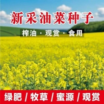 油菜种子绿化观赏油菜花种子花海种子油菜种子种室外油菜籽阳