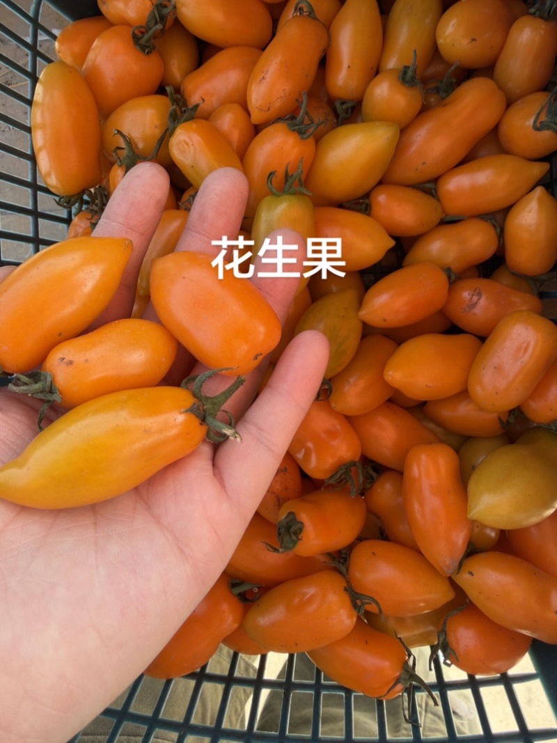 各种各样水果小番茄
