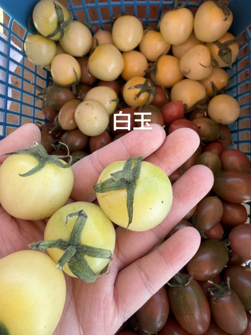 各种各样水果小番茄