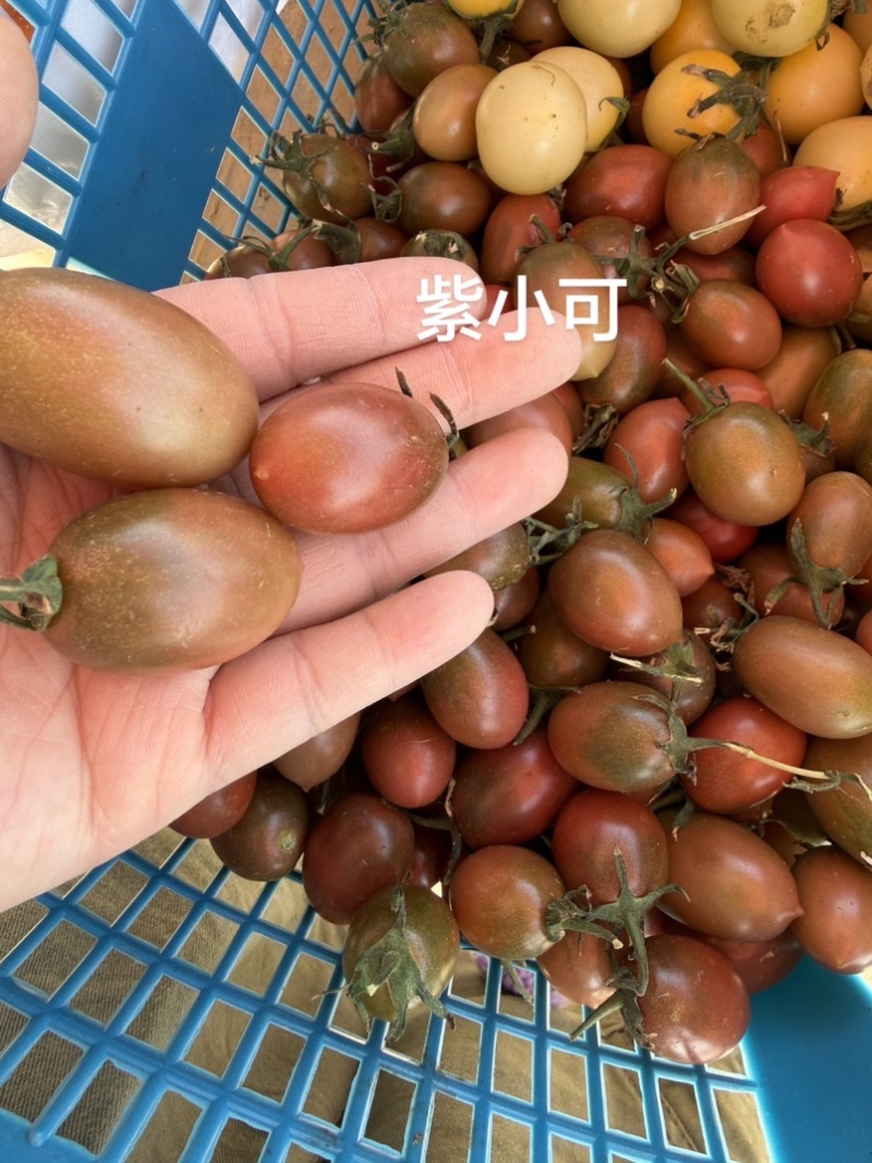 各种各样水果小番茄