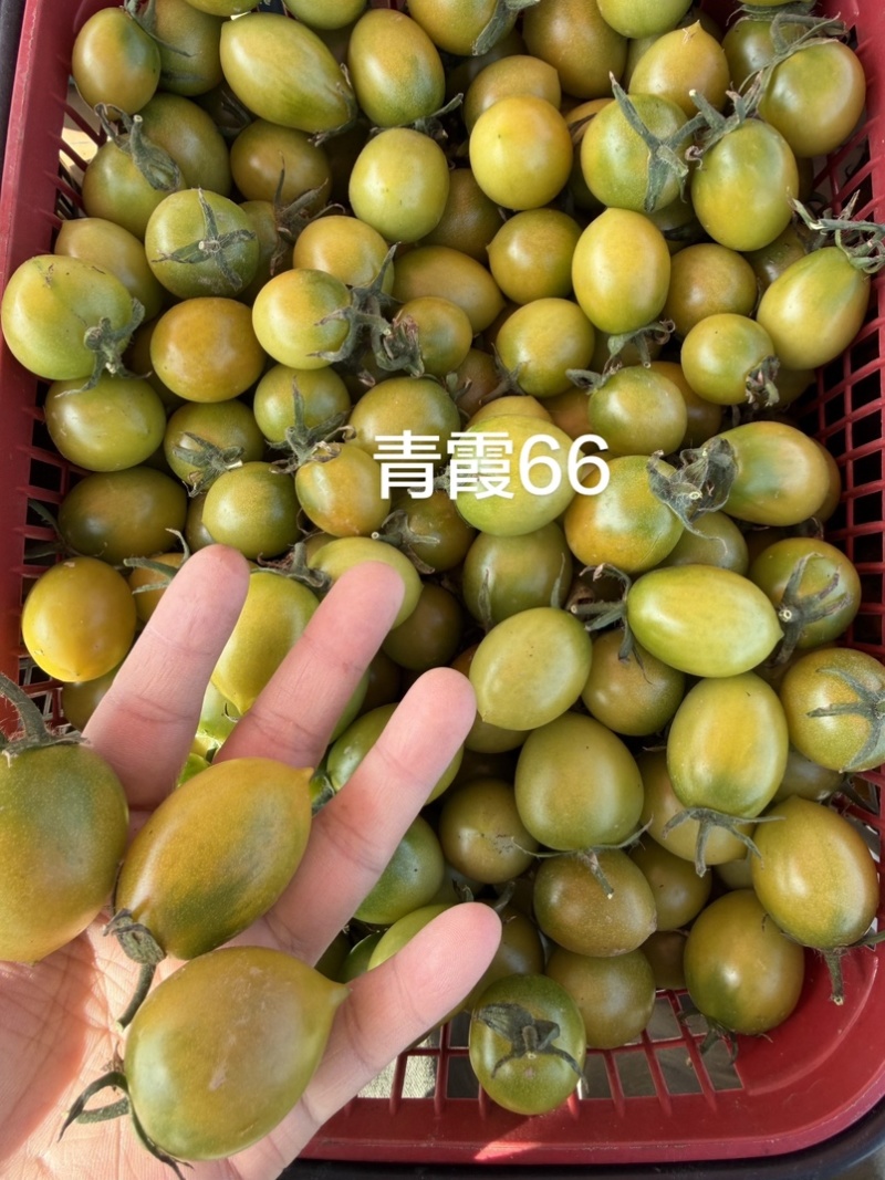 各种各样水果小番茄