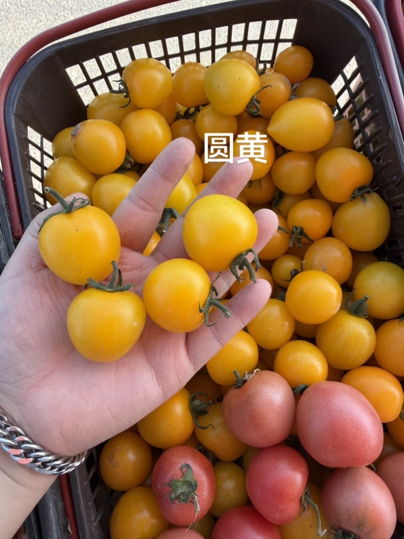 各种各样水果小番茄