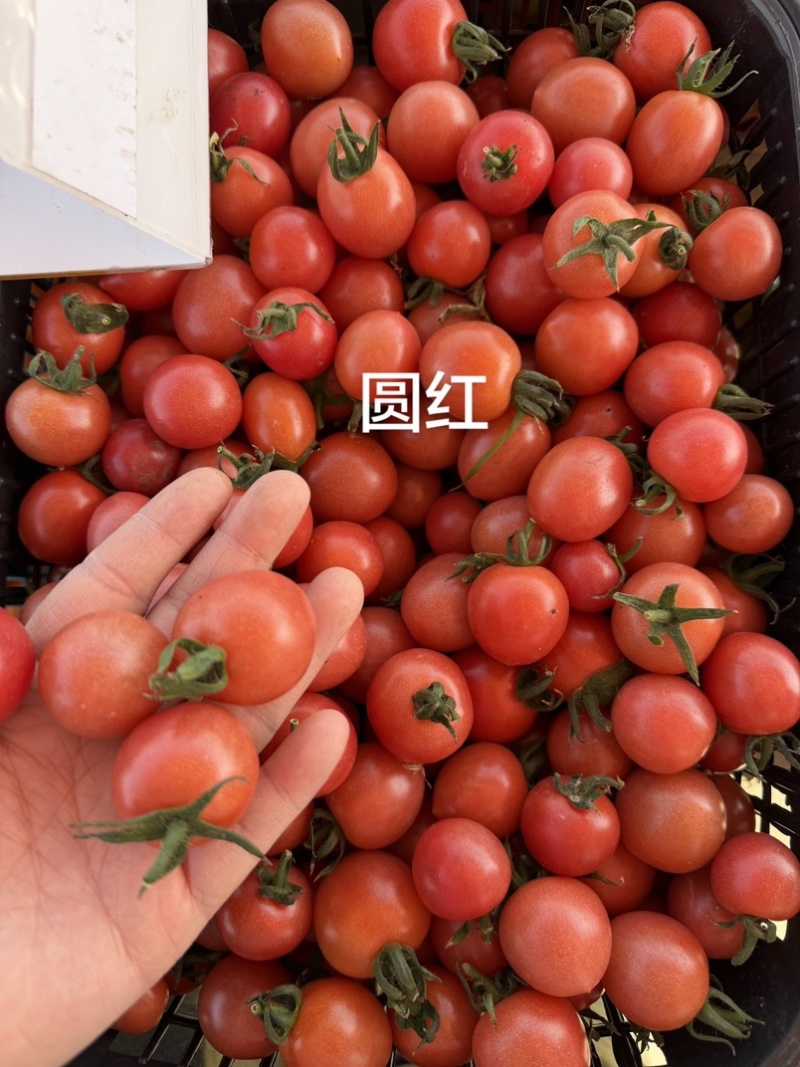 各种各样水果小番茄