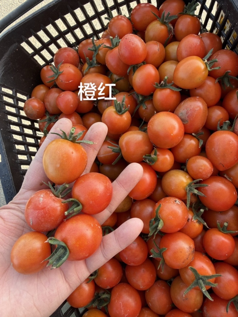 各种各样水果小番茄