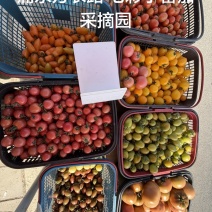 各种各样水果小番茄