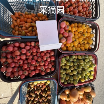 各种各样水果小番茄