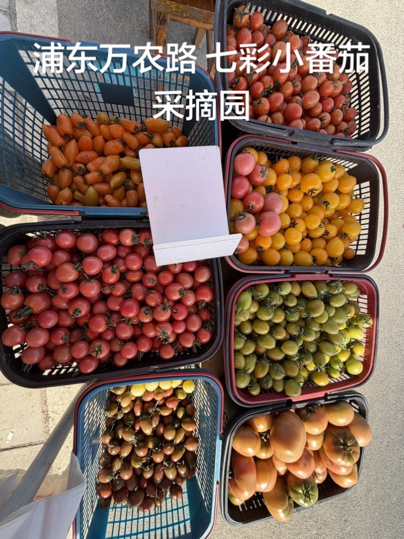 各种各样水果小番茄