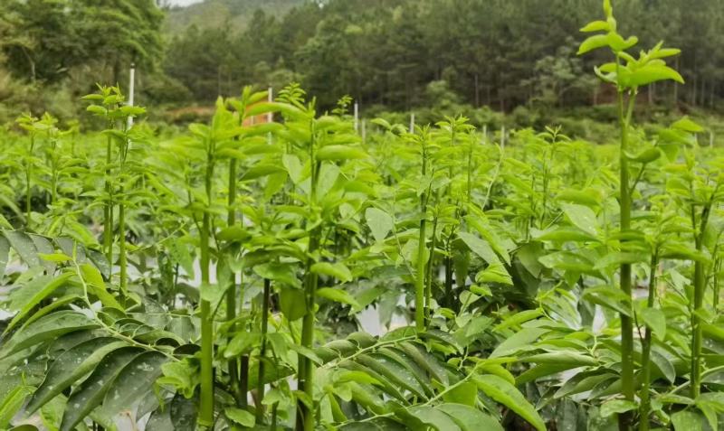 树仔菜/广东阳春树仔菜/基地大量供货/产地直发/对接全国