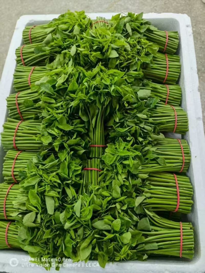 树仔菜/广东阳春树仔菜/基地大量供货/产地直发/对接全国