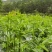 树仔菜/广东阳春树仔菜/基地大量供货/产地直发/对接全国