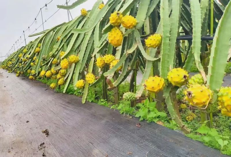 广西火龙果苗精致黄皮白心燕窝火龙果苗燕窝果苗