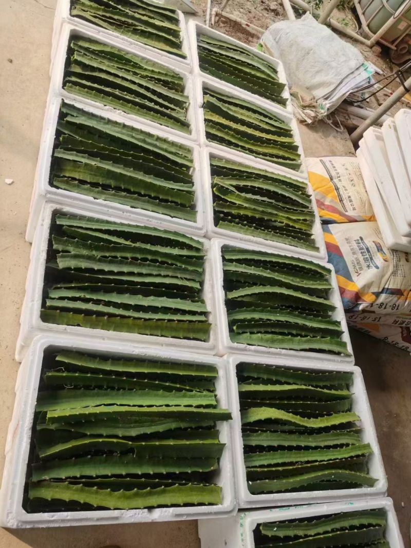 广西火龙果苗精致黄皮白心燕窝火龙果苗燕窝果苗