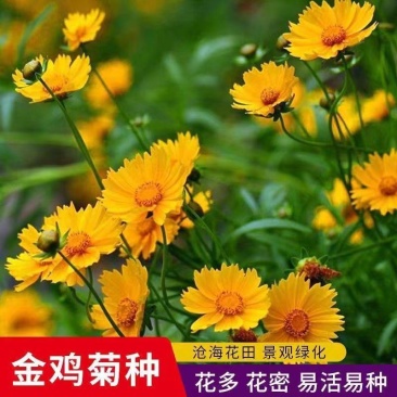 金鸡菊种子多年生宿根花卉易种易活花室外庭院阳台盆栽花种子