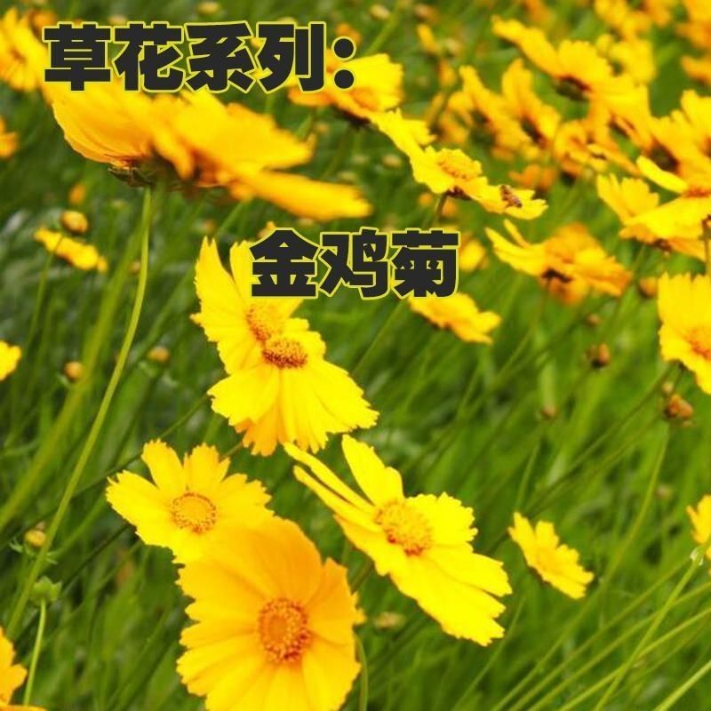 金鸡菊种子多年生宿根花卉易种易活花室外庭院阳台盆栽花种子