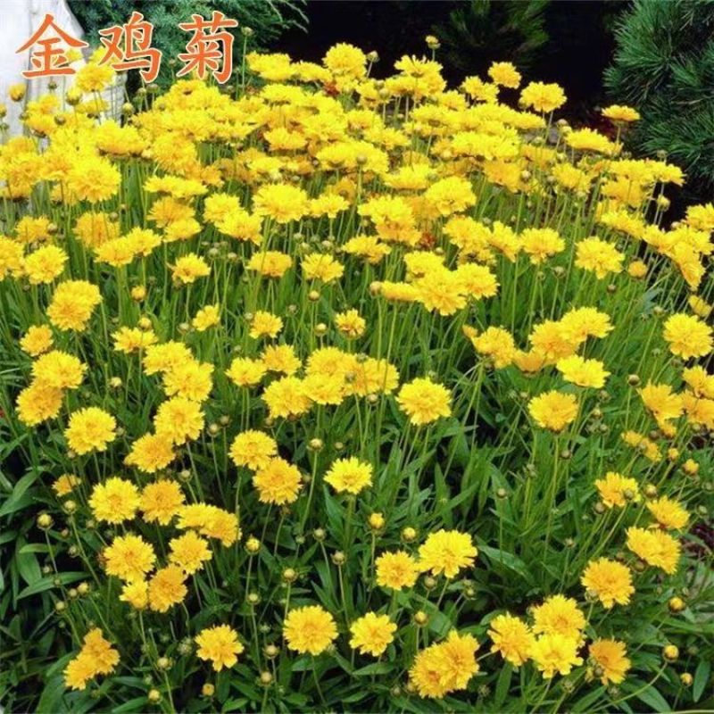 金鸡菊种子多年生宿根花卉易种易活花室外庭院阳台盆栽花种子
