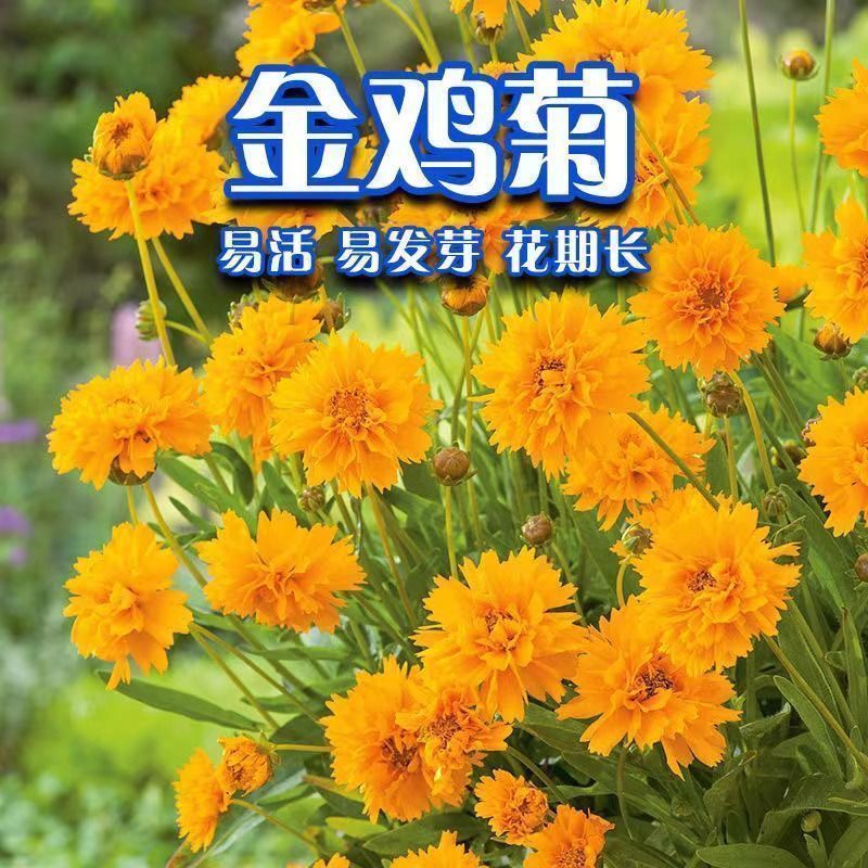 金鸡菊种子多年生宿根花卉易种易活花室外庭院阳台盆栽花种子