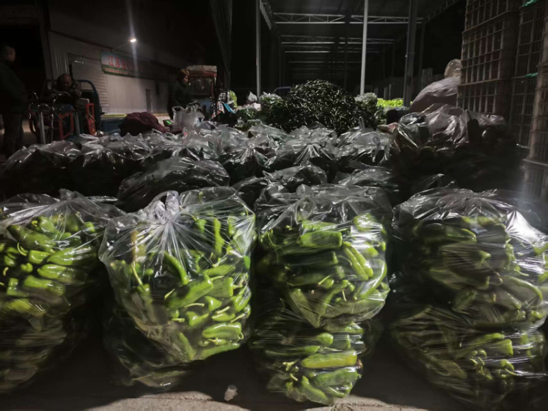 精品青椒，大量上市，品质有保障，一手货源，量大从优