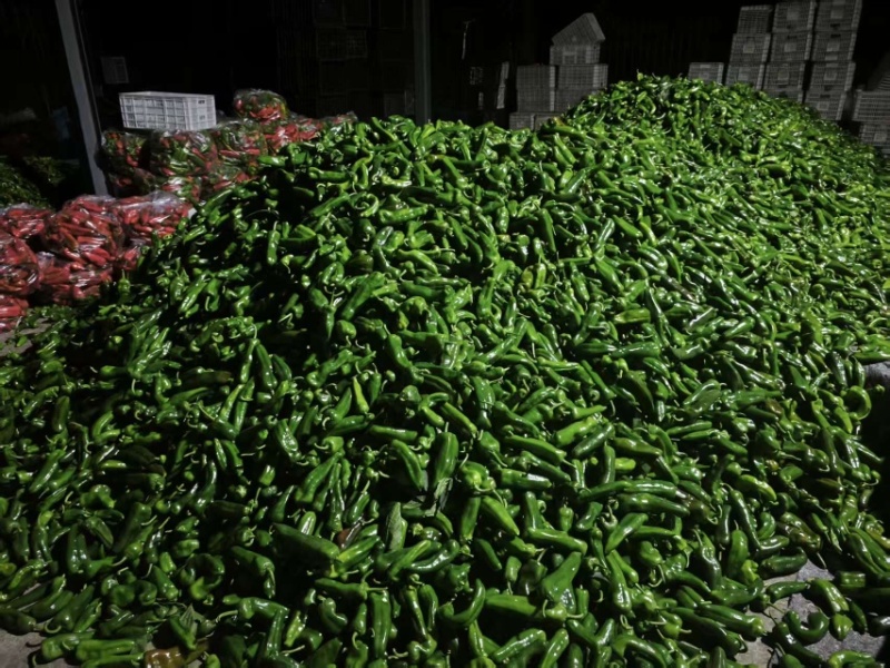精品青椒，大量上市，品质有保障，一手货源，量大从优