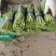 绿芦笋基地新鲜大笋，现采现发