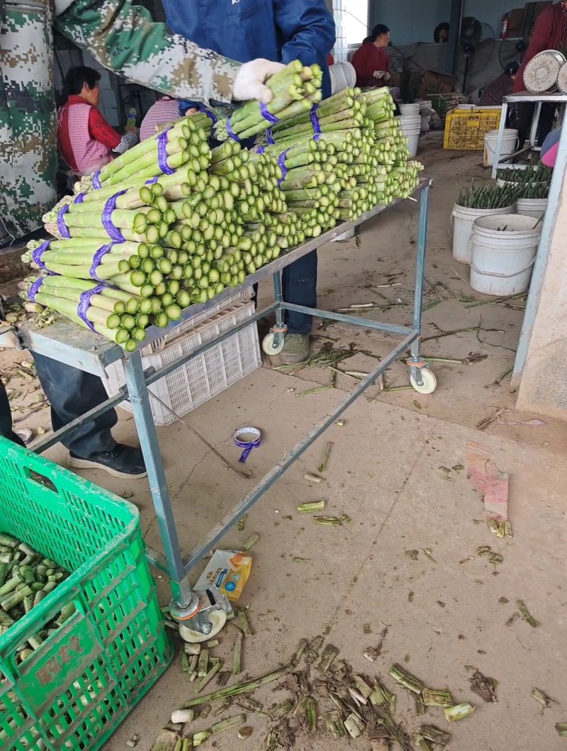 新鲜芦笋产地批发，当天现采源头芦笋基地，常年稳定供货优