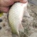野生大鲤鱼鲫鱼