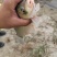 野生大鲤鱼鲫鱼