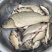 野生大鲤鱼鲫鱼