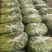 江苏小香芹，大量上市，产地直发，一手货源，品质有保障