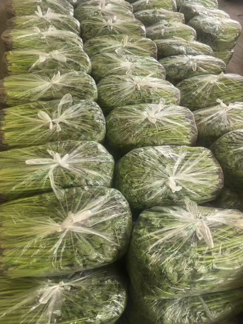江苏小香芹，大量上市，产地直发，一手货源，品质有保障