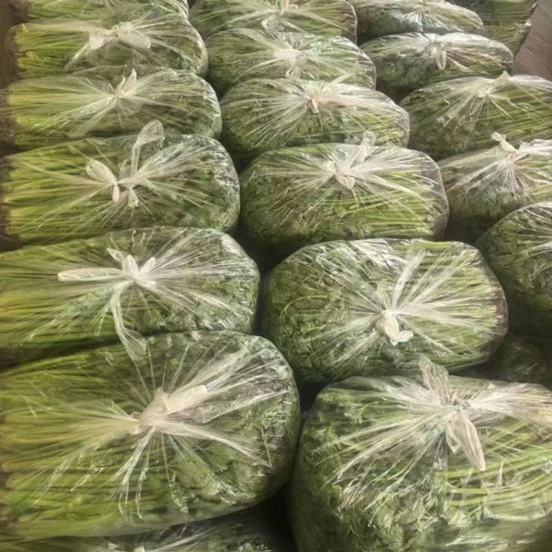 江苏小香芹，大量上市，产地直发，一手货源，品质有保障