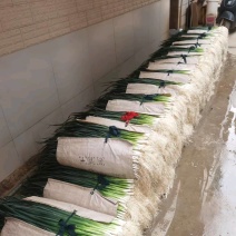 无蓝粉，有蓝粉蒜苗