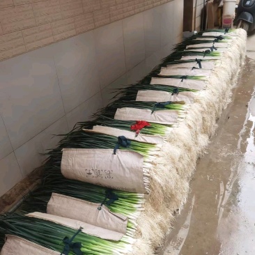无蓝粉，有蓝粉蒜苗