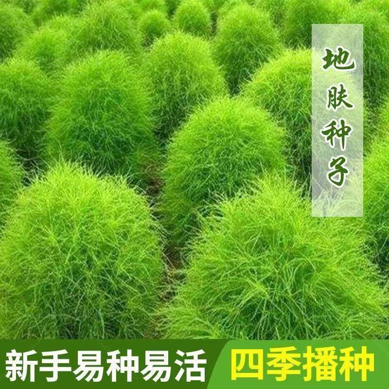 绿地肤种子扫帚草种子绿草草坪种子花卉四季庭院观赏地肤子种