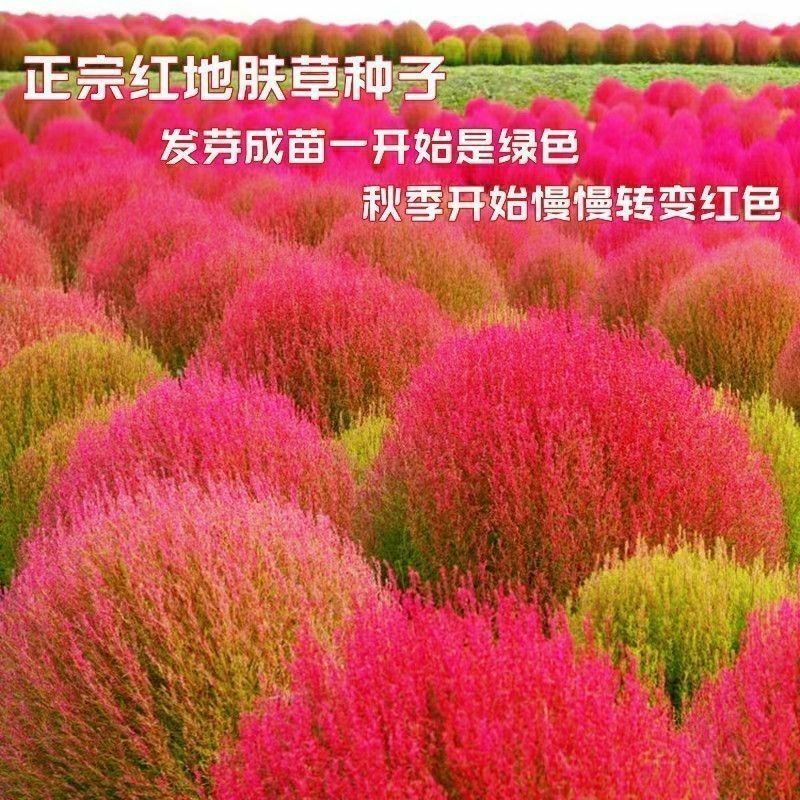 绿地肤种子扫帚草种子绿草草坪种子花卉四季庭院观赏地肤子种