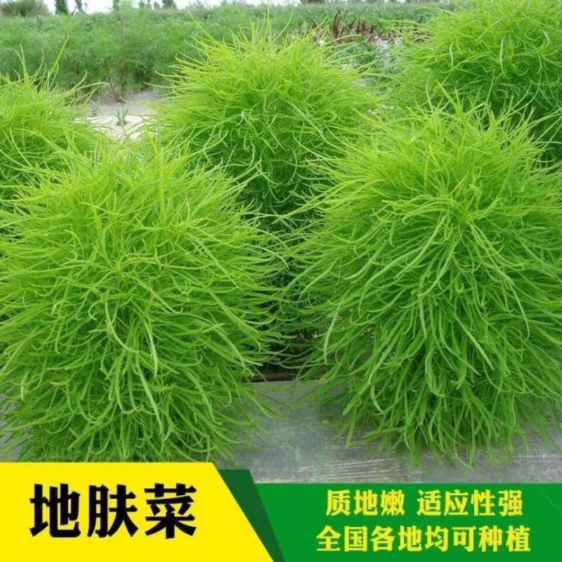 绿地肤种子扫帚草种子绿草草坪种子花卉四季庭院观赏地肤子种