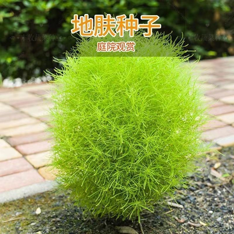 绿地肤种子扫帚草种子绿草草坪种子花卉四季庭院观赏地肤子种