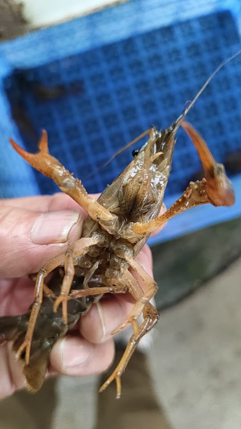 【精选小龙虾】洪湖潜江小龙虾保质保量水质优对接全国