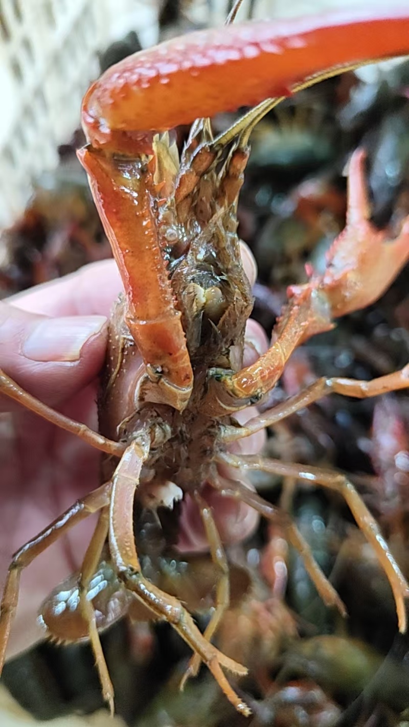 【精选小龙虾】洪湖潜江小龙虾保质保量水质优对接全国