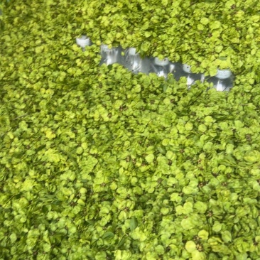 河南新鲜榆钱产地直发