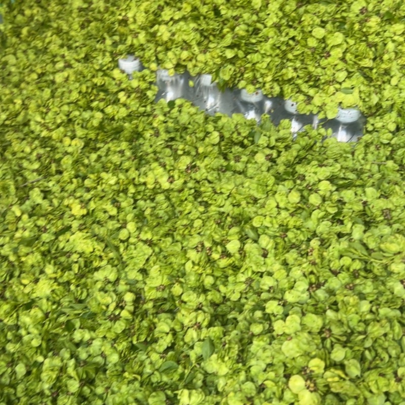 河南新鲜榆钱产地直发