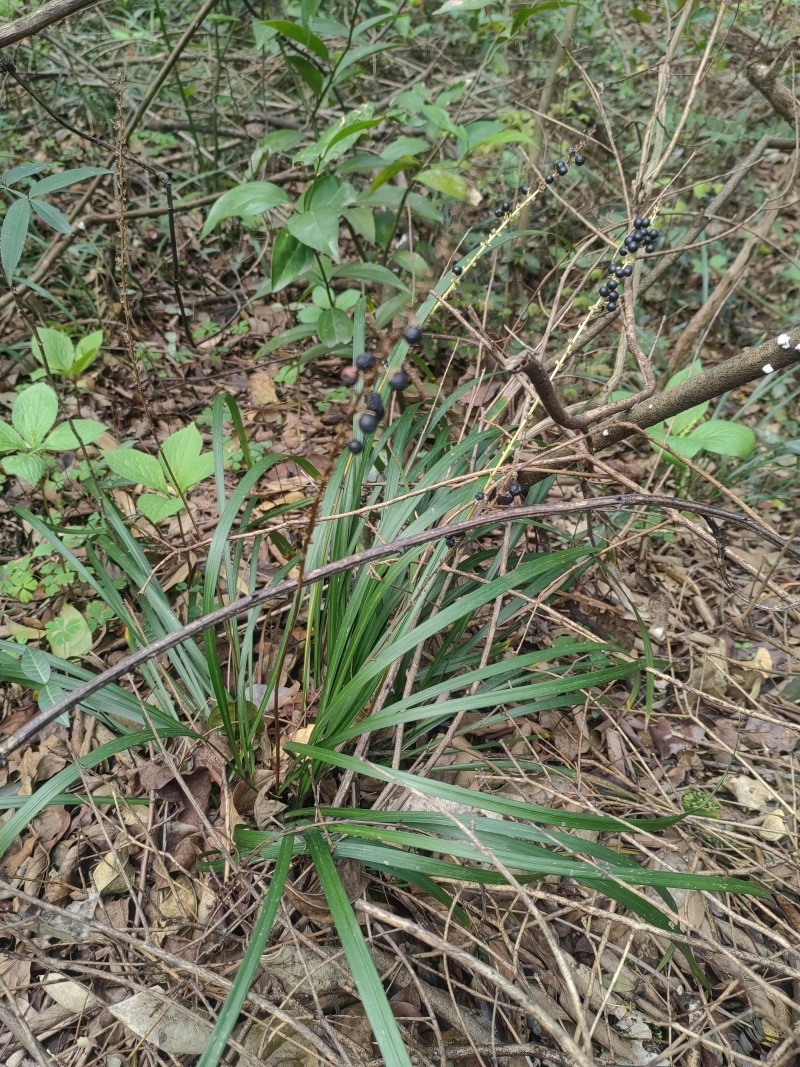 野生麦冬